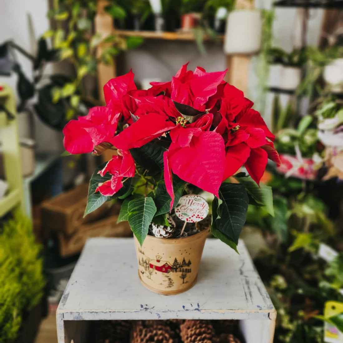 Poinsettia