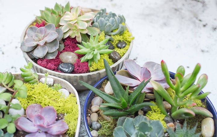 Succulents in Pottery