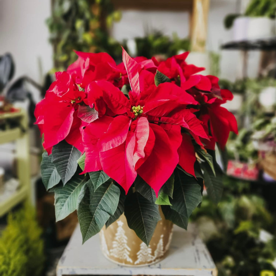 Poinsettia