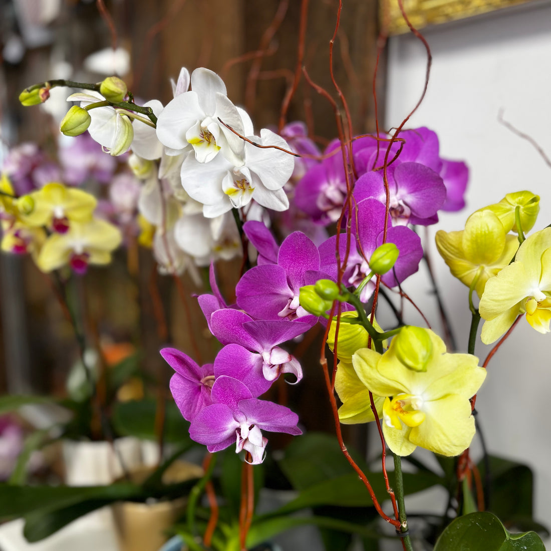 Orchid plant - Phalaenopsis