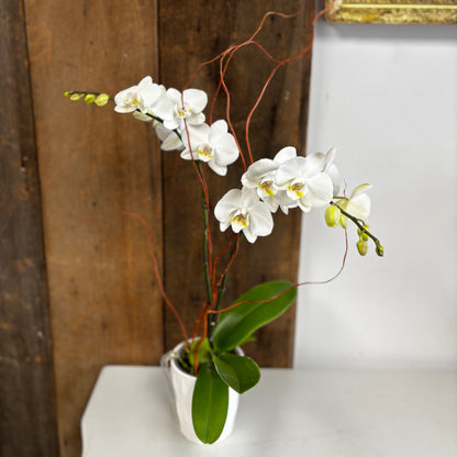 Orchid plant - Phalaenopsis