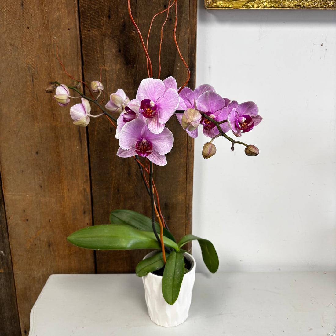 Orchid plant - Phalaenopsis