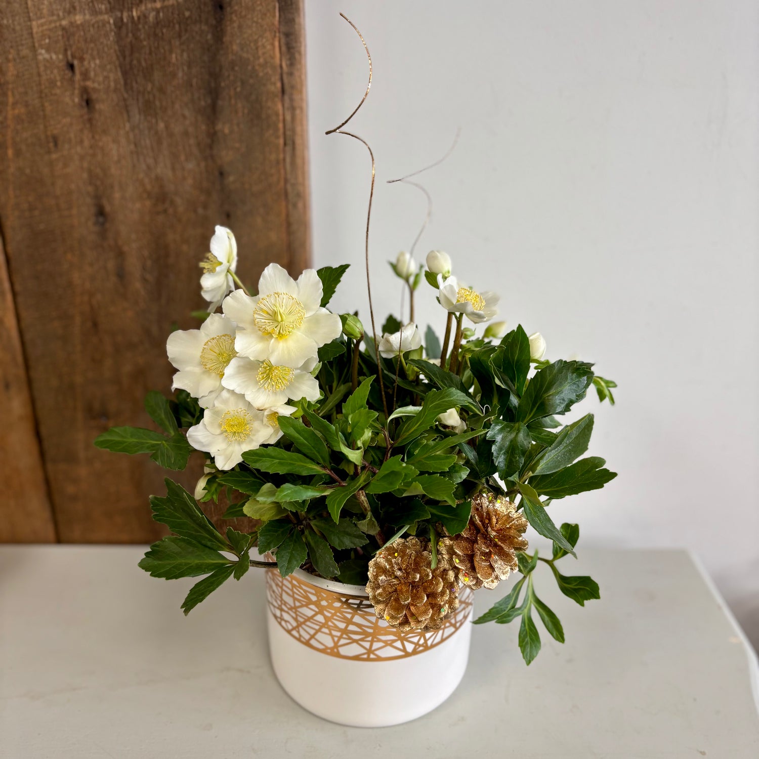 White Hellebore Plant