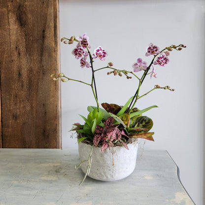 Orchid Planter Garden