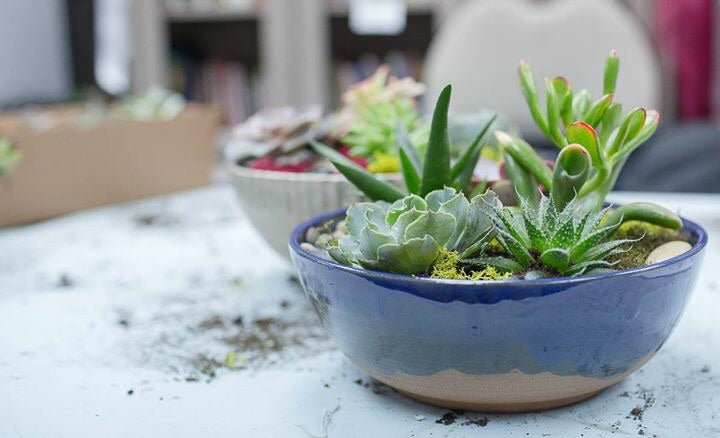 Succulents in Pottery