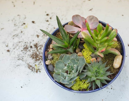 Succulents in Pottery